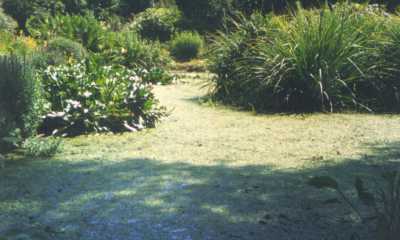 Clarity Pro - pond before treatment covered in blanketweed