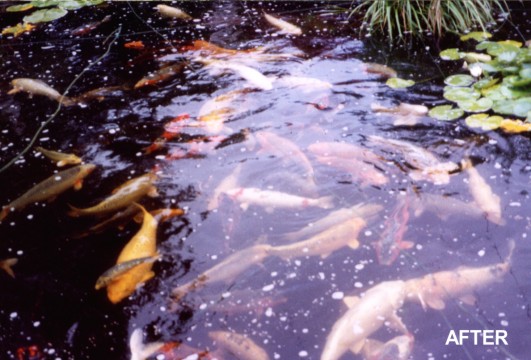 Koi pond with clear water after physical blanketweed removal and treatment with Clarity Pro